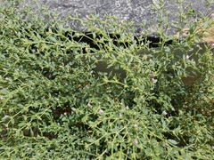 Zygophyllum indicum