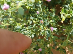 Zygophyllum indicum