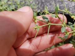 Zygophyllum indicum