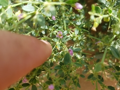 Zygophyllum indicum