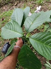 Pachystachys spicata image