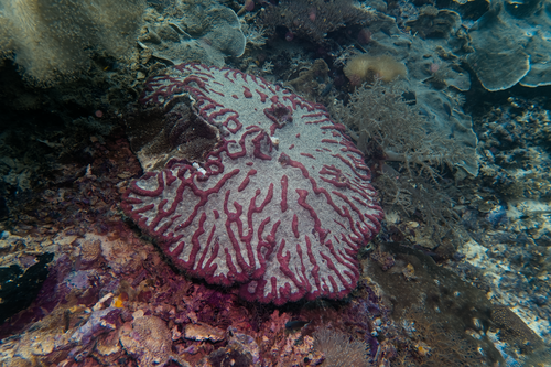 Lobophyllia valenciennesii observed 2023-10-17