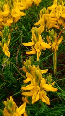 Genista hirsuta