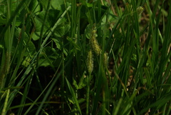 Carex rostrata