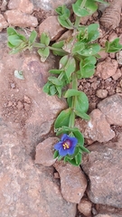 Anagallis
