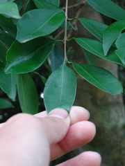 Syzygium levinei