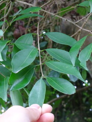 Syzygium levinei