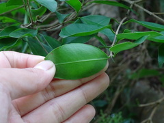 Syzygium levinei