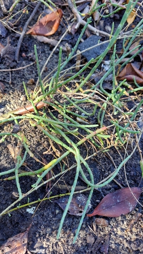 Image of Salicornia ambigua by (c) Athena Philips, some rights reserved (CC BY)