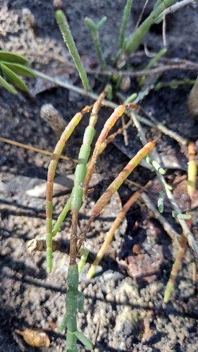 Image of Salicornia ambigua by (c) Athena Philips, some rights reserved (CC BY)