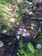 Cardamine pratensis