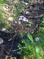 Cardamine pratensis