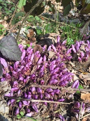 Lathraea clandestina