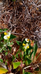 Tripodion tetraphyllum