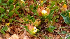 Tripodion tetraphyllum