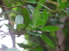 Syzygium hancei