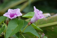 Ipomoea littoralis