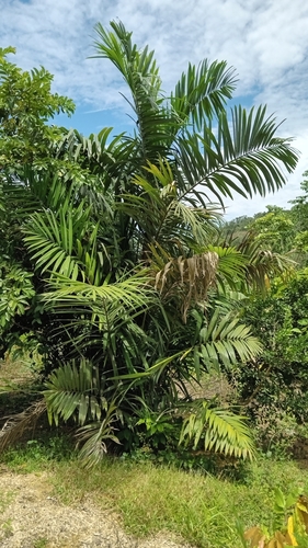 Image of Oenocarpus mapora by (c) Alfredo Gutierrez Dipaz, some rights reserved (CC BY)