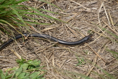 Ophisaurus ventralis image