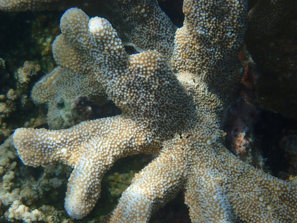 Catch Bowl Coral