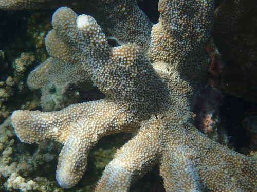 Catch Bowl Coral