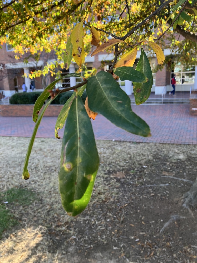 swamp laurel oak from William Neal Reynolds Coliseum, Raleigh, NC, US ...