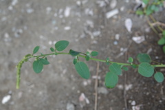 Chenopodium acuminatum virgatum