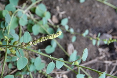 Chenopodium acuminatum virgatum