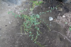 Chenopodium acuminatum virgatum