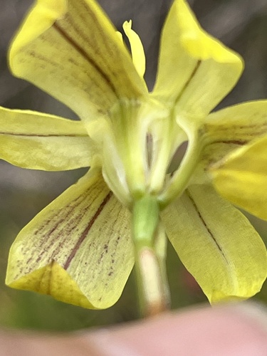 Image of Moraea bituminosa by (c) Charleen Brunke, some rights reserved (CC BY)