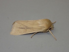 Zosteropoda clementei