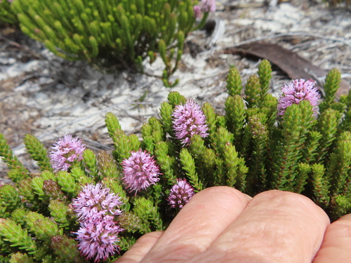 Image of Stilbe ericoides by (c) linkie, some rights reserved (CC BY)