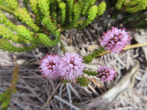 Image of Stilbe ericoides by (c) linkie, some rights reserved (CC BY)