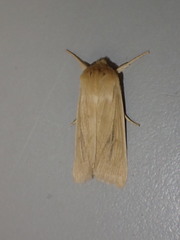 Zosteropoda clementei