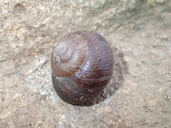 Xerarionta intercisa