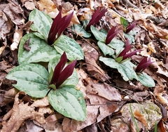Trillium decumbens
