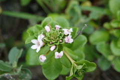 Lysimachia mauritiana