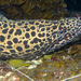 Morena Leopardo - Photo (c) uwkwaj, algunos derechos reservados (CC BY-NC), subido por uwkwaj