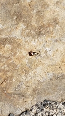 Adela australis