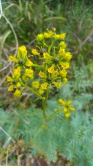 Ruta angustifolia