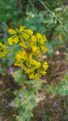 Ruta angustifolia