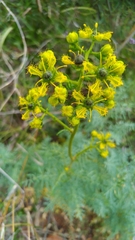 Ruta angustifolia