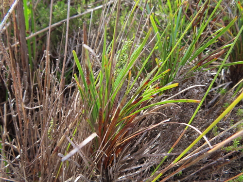 Image of Ficinia praemorsa by (c) linkie, some rights reserved (CC BY)