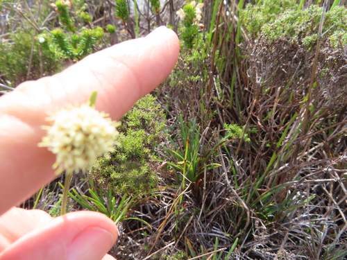 Image of Ficinia praemorsa by (c) linkie, some rights reserved (CC BY)