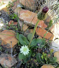 Gerbera piloselloides