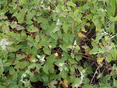Calystegia macrostegia amplissima