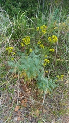 Ruta angustifolia