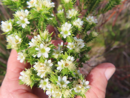 Image of Diosma arenicola by (c) linkie, some rights reserved (CC BY)