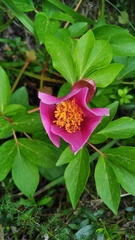 Paeonia broteri