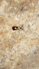 Adela australis